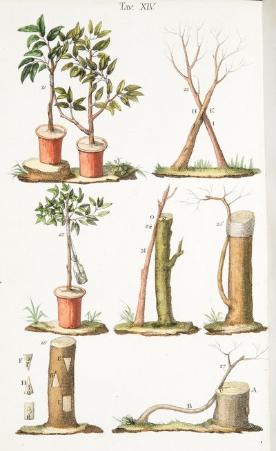 Vari esempi di innesto di alberi da frutto, Tavola XIII, da L
